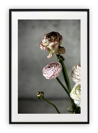 Plakat B2 50x70 cm Roślina Kwiat Natura Floral WZORY Printonia