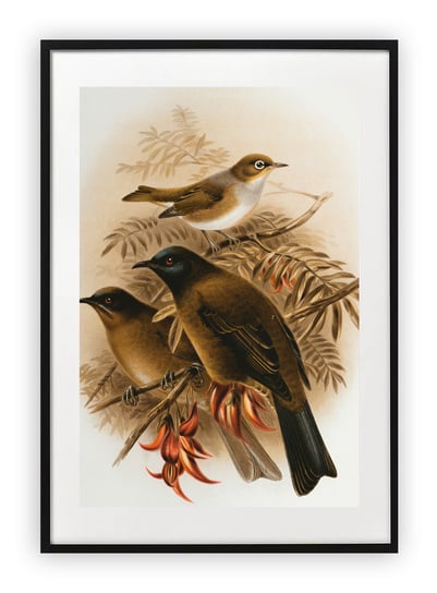 Plakat B2 50x70 cm Rysunek ptaków WZORY Printonia