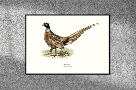 Plakat Bażant, ptaki Polski, grafika ze starego atlasu ptaków 21x30 cm (A4) / DodoPrint Dodoprint