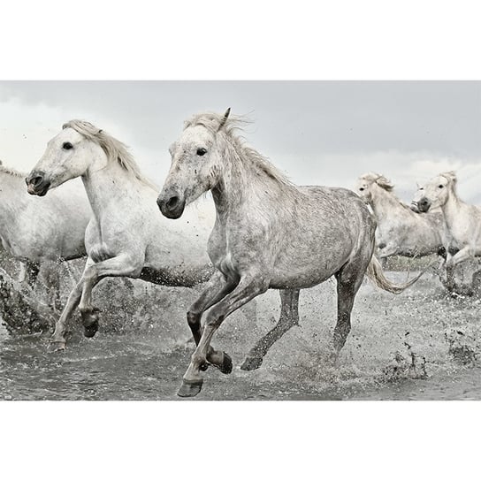 Plakat Białe Konie Grupo Erik