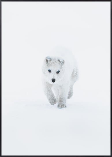 Plakat Biały Pies Zaprzęgowy - 70x100 cm Posteracademy