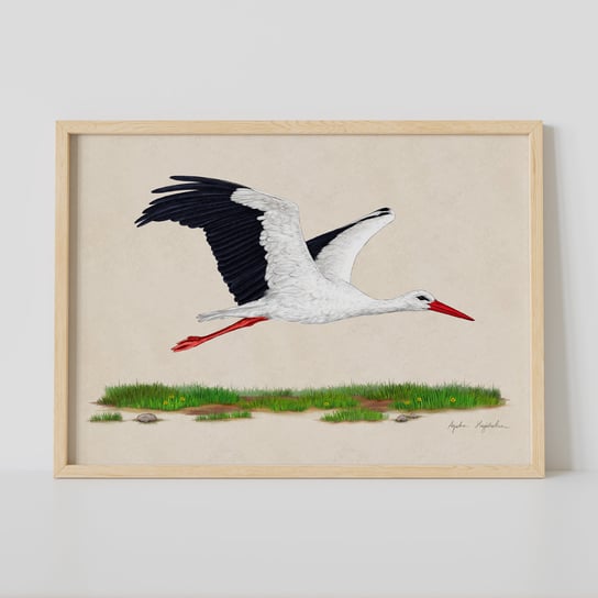 Plakat bocian biały w locie 21x30 cm, zwierzęta, ptaki, autorska ilustracja, dekoracja TukanMedia
