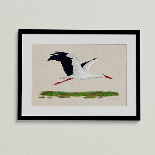 Plakat bocian biały w locie 30x40 cm, zwierzęta, ptaki, autorska ilustracja, dekoracja TukanMedia