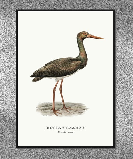 Plakat Bocian czarny, ptaki Polski, grafika ze starego atlasu ptaków 21x30 cm (A4) / DodoPrint Dodoprint