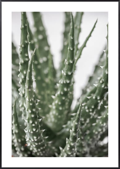 Plakat Botaniczny Aloes - 21x30 cm (A4) Posteracademy