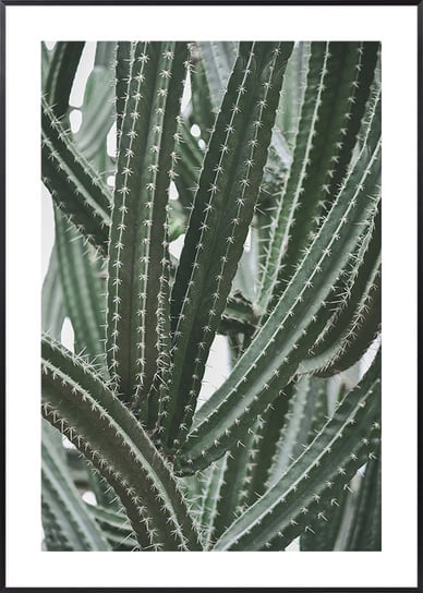 Plakat Botaniczny Ramiona Kaktusa - 50x70 cm Posteracademy