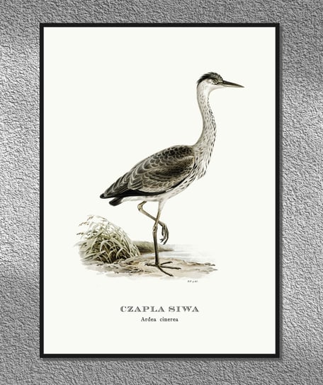 Plakat Czapla siwa, ptaki Polski, grafika ze starego atlasu ptaków 21x30 cm (A4) / DodoPrint Dodoprint