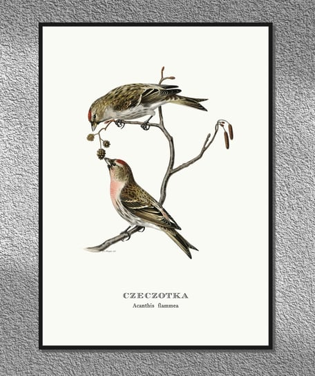 Plakat Czeczotka, ptaki Polski, grafika ze starego atlasu ptaków 21x30 cm (A4) / DodoPrint Dodoprint