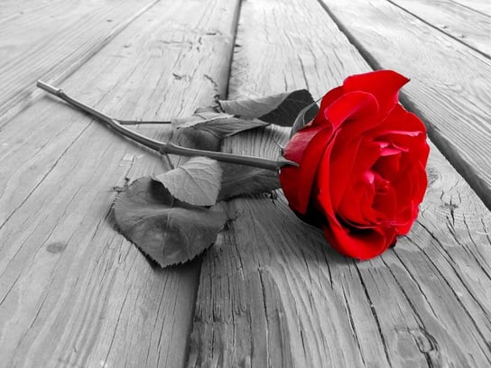 Plakat, Czerwona Róża na deskach pomostu, 30x20 cm Inna marka