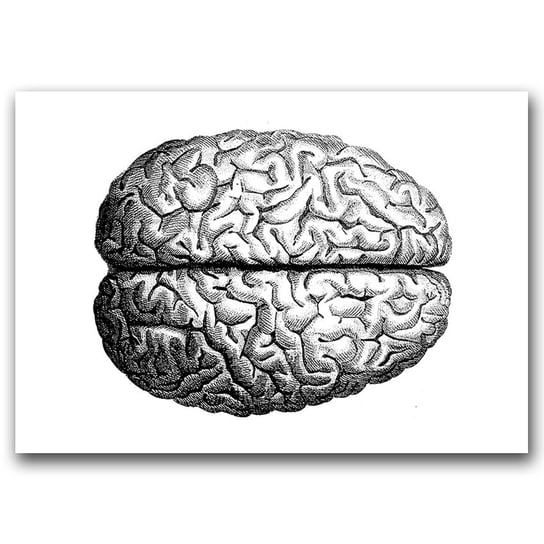 Plakat do pokoju Anatomiczny mózg A1 85x60 cm Vintageposteria