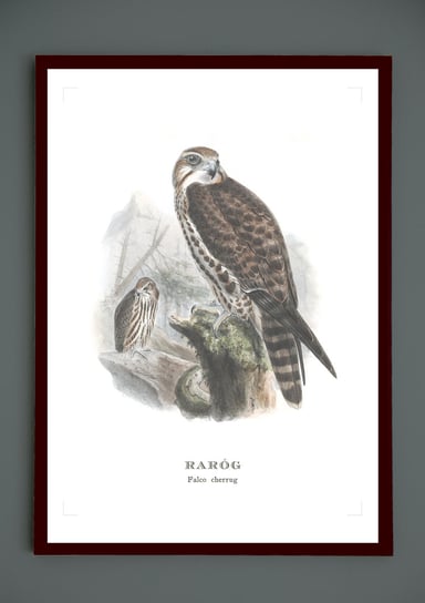 Plakat dorosły Raróg, ptaki Polski, grafika ze starego atlasu ptaków 21x30 cm (A4) / DodoPrint Dodoprint