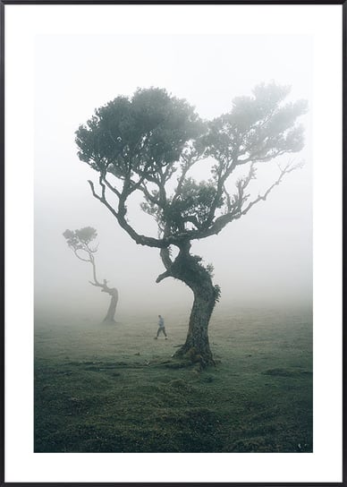 Plakat Drzewa na Maderze - 50x70 cm Posteracademy