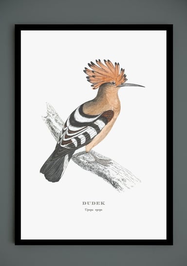 Plakat Dudek, ptaki Polski, grafika ze starego atlasu ptaków 21x30 cm (A4) / DodoPrint Dodoprint