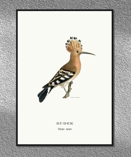 Plakat Dudek, ptaki Polski, grafika ze starego atlasu ptaków 21x30 cm (A4) / DodoPrint Dodoprint