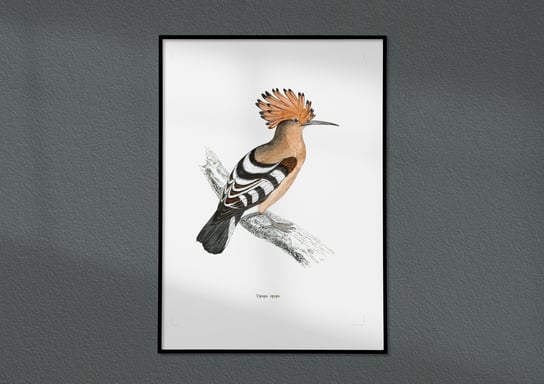 Plakat Dudek, ptaki Polski, grafika ze starego atlasu ptaków 30x40 (A3) / DodoPrint Dodoprint