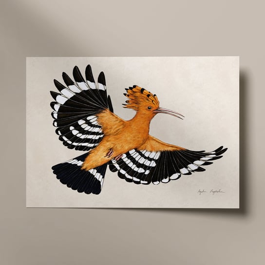 Plakat Dudek W Locie 21X30, Polskie Ptaki, Zwierzęta, Autorska Ilustracja, Dekoracja TukanMedia