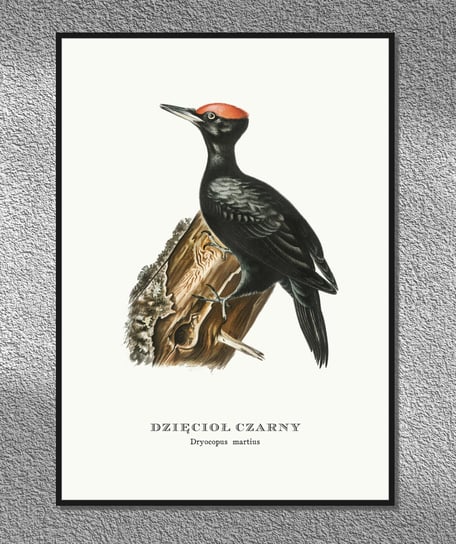 Plakat Dzięcioł czarny, ptaki Polski, grafika ze starego atlasu ptaków 21x30 cm (A4) / DodoPrint Dodoprint