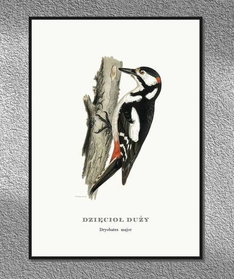 Plakat Dzięcioł duży, ptaki Polski, grafika ze starego atlasu ptaków 21x30 cm (A4) / DodoPrint Dodoprint