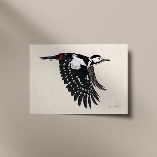 Plakat Dzięcioł duży w locie 21x30 ptak ilustracja TukanMedia