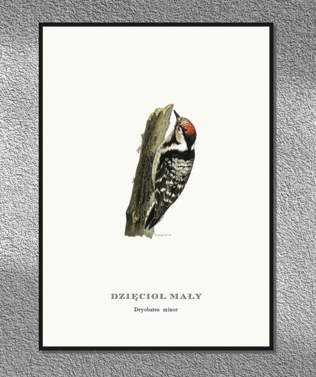 Plakat Dzięcioł mały, ptaki Polski, grafika ze starego atlasu ptaków 21x30 cm (A4) / DodoPrint Dodoprint