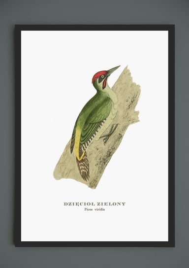 Plakat Dzięcioł, ptaki Polski, grafika ze starego atlasu ptaków 21x30 cm (A4) / DodoPrint Dodoprint