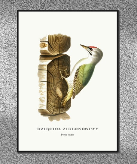 Plakat Dzięcioł Zielonosiwy, ptaki Polski, grafika ze starego atlasu ptaków 21x30 cm cm (A4) / DodoPrint Dodoprint