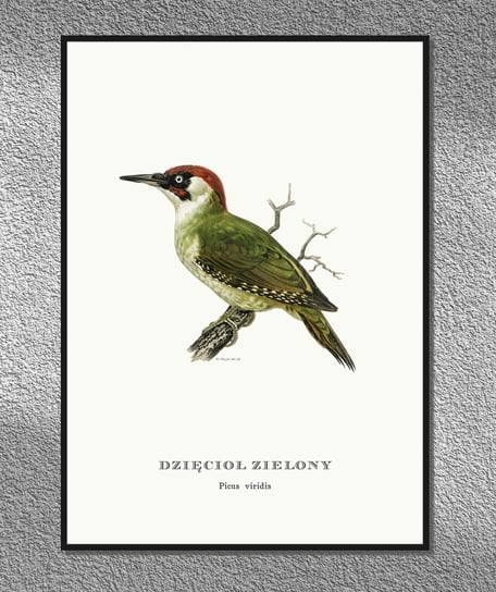 Plakat Dzięcioł Zielony, ptaki Polski, grafika ze starego atlasu ptaków 21x30 cm cm (A4) / DodoPrint Dodoprint