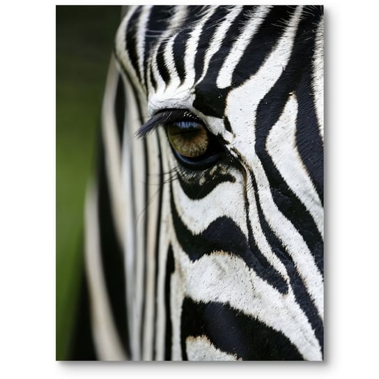 Plakat dzikie zwierzęta zebra do salonu sypialni i biura czarno-biały zielony 70x100 cm MieszkoMieszko