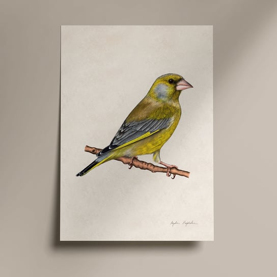 Plakat Dzwoniec 30X40, Ptaki w polsce, Zwierzęta, Autorska Ilustracja, Dekoracja TukanMedia