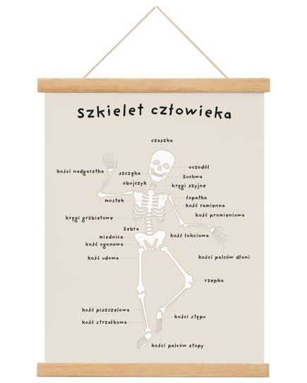 Plakat edukacyjny dla dzieci Anatomia Człowieka - Kości A4 21x30 cm / Joachimki Joachimki