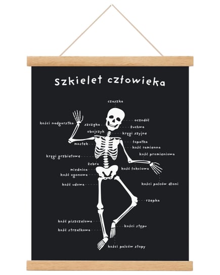 Plakat edukacyjny dla dzieci Szkielet człowieka 40x50 cm / Joachimki Joachimki