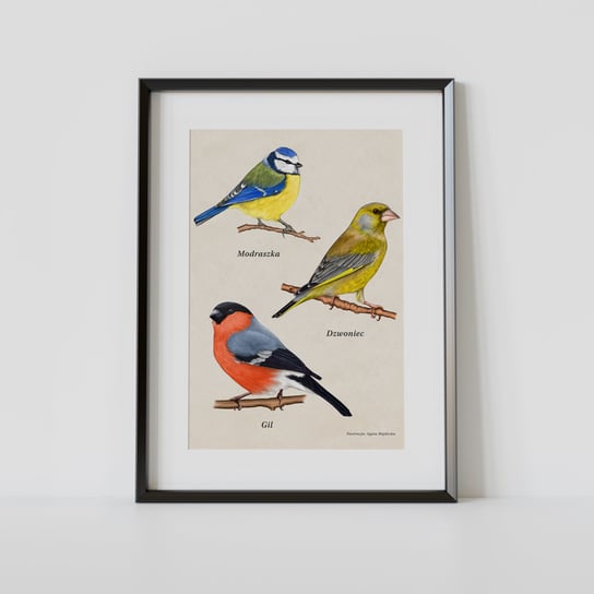 Plakat edukacyjny z ptakami Modraszka, Dzwoniec, Gil, 30 x 40 cm, zwierzęta, bez ramy TukanMedia