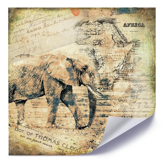 Plakat FEEBY Afrykanski słoń, 80x80 cm Feeby