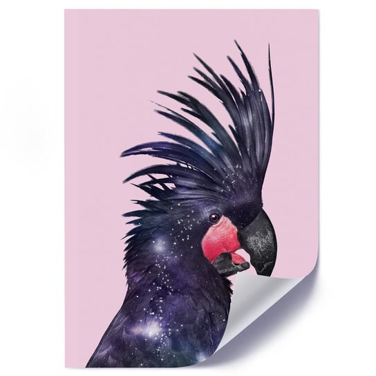 Plakat FEEBY Czarna Papuga Kakadu, 40x60 cm Feeby