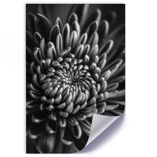 Plakat FEEBY Czarno-biały kwiat 70x100 Feeby
