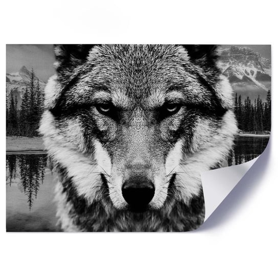 Plakat FEEBY Czarno-biały wilk, 100x70 cm Feeby