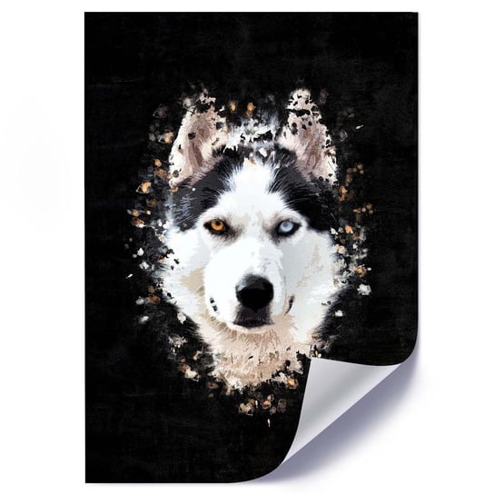 Plakat FEEBY Husky syberyjski, 50x70 cm Feeby