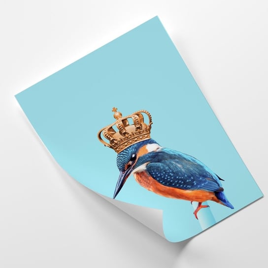 Plakat FEEBY Koliber z koroną na głowie - Jonas Loose 60x90 Feeby