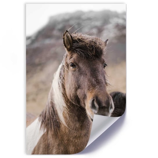 Plakat FEEBY Koń na tle góry 60x90 Feeby