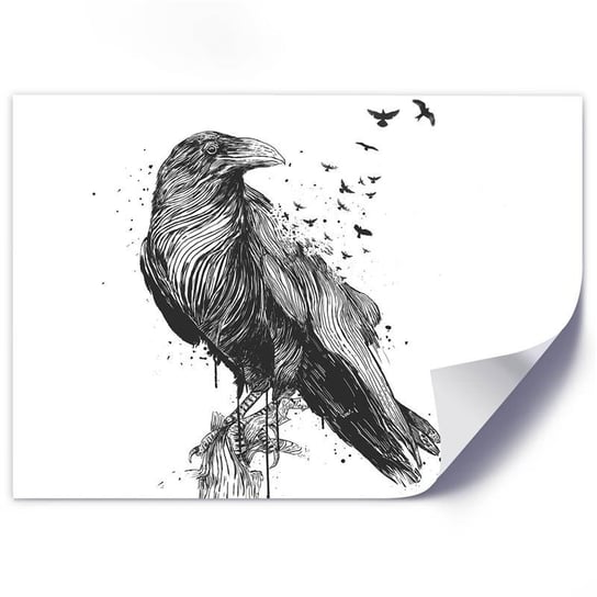 Plakat FEEBY Kruk czarno-biała ilustracja, 70x50 cm Feeby