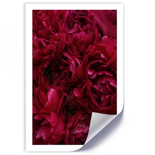 Plakat FEEBY Kwiaty piwonii w zbliżeniu 60x90 Feeby