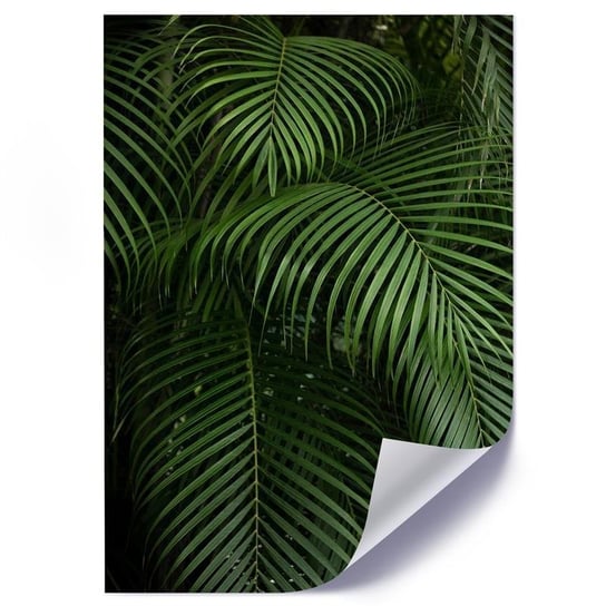 Plakat FEEBY Liście palmowe w tropikach, 60x80 cm Feeby