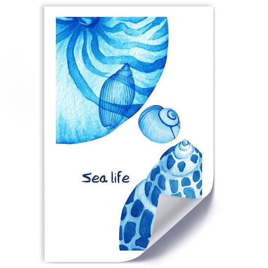 Plakat FEEBY Muszelki i napis Sea life 70x100 Feeby
