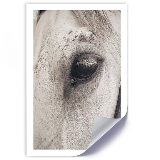 Plakat FEEBY Oko konia w zbliżeniu 20x30 Feeby