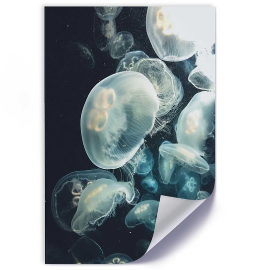 Plakat FEEBY Pływające meduzy 30x45 Feeby