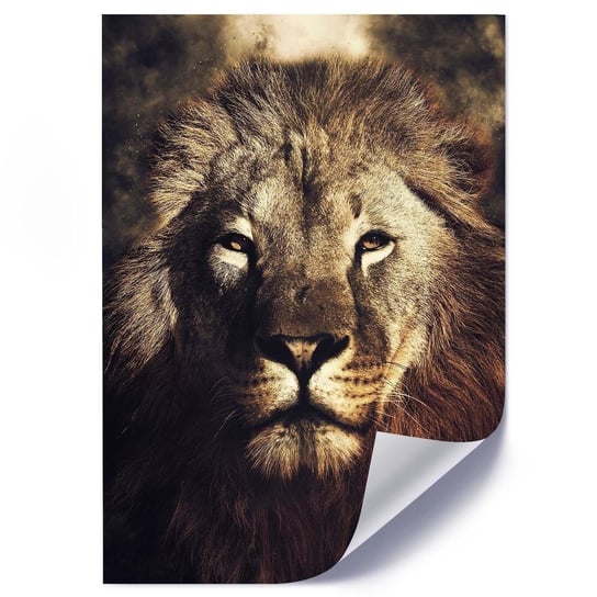 Plakat FEEBY Spojrzenie lwa, 50x70 cm Feeby