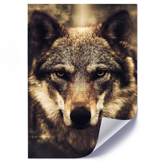 Plakat FEEBY Spojrzenie wilka, 50x70 cm Feeby