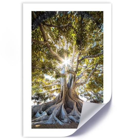 Plakat FEEBY Wielkie egzotyczne drzewo 20x30 Feeby