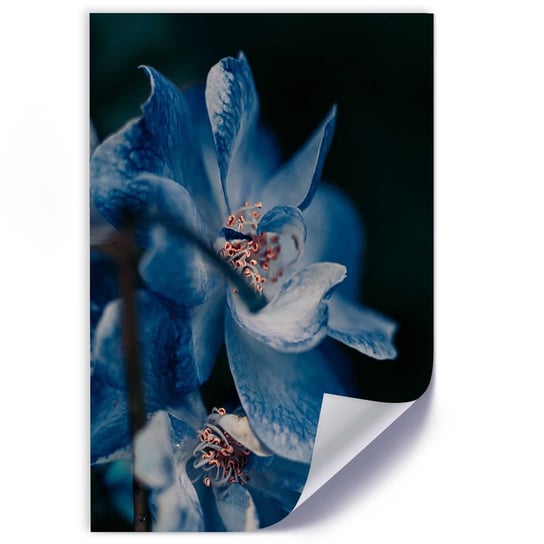 Plakat FEEBY Zbliżenie na niebieski kwiat 60x90 Feeby