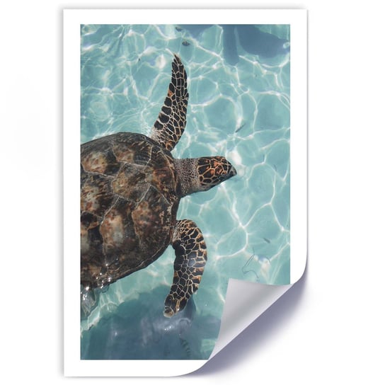 Plakat FEEBY Żółw wodny w morzu 60x90 Feeby